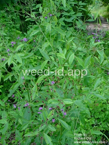 ironweed, tall
